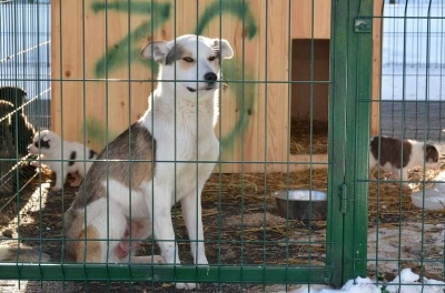 Что привело к приостановке работы приюта для животных в Челябинской области